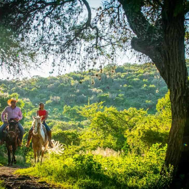 Two people riding horses on a trail in the woods.
