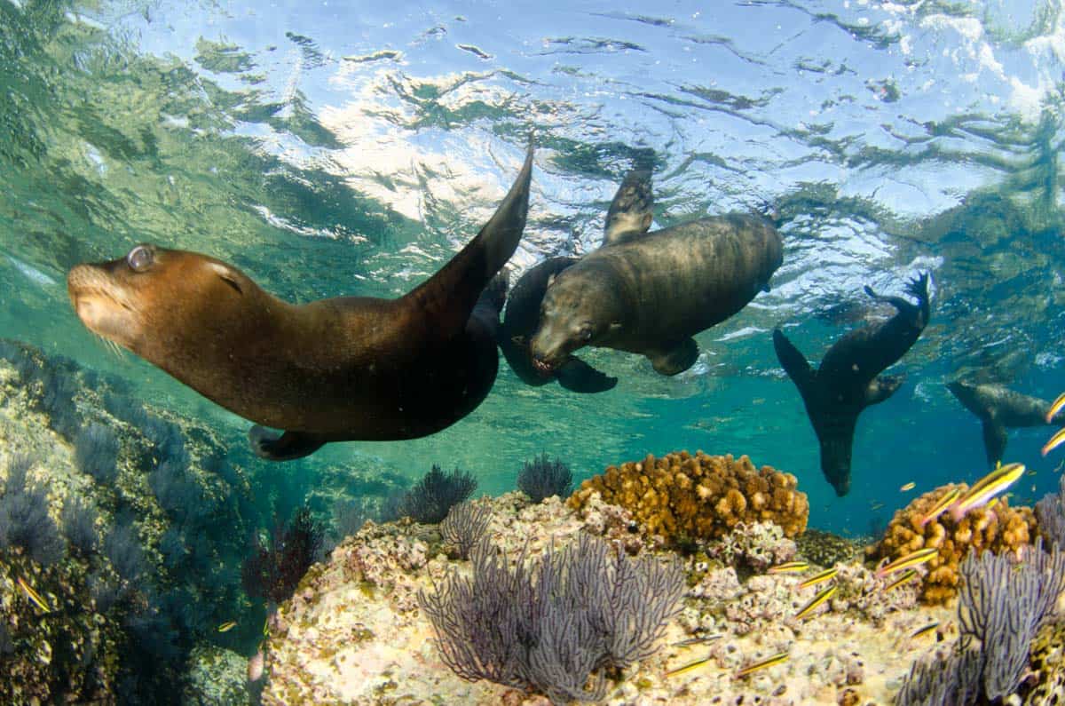 A group of sea lions swimming in the ocean 