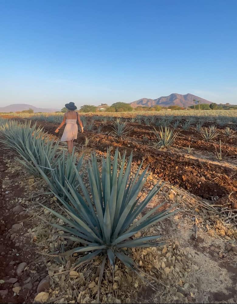 A woman exploring the stunning agave fields