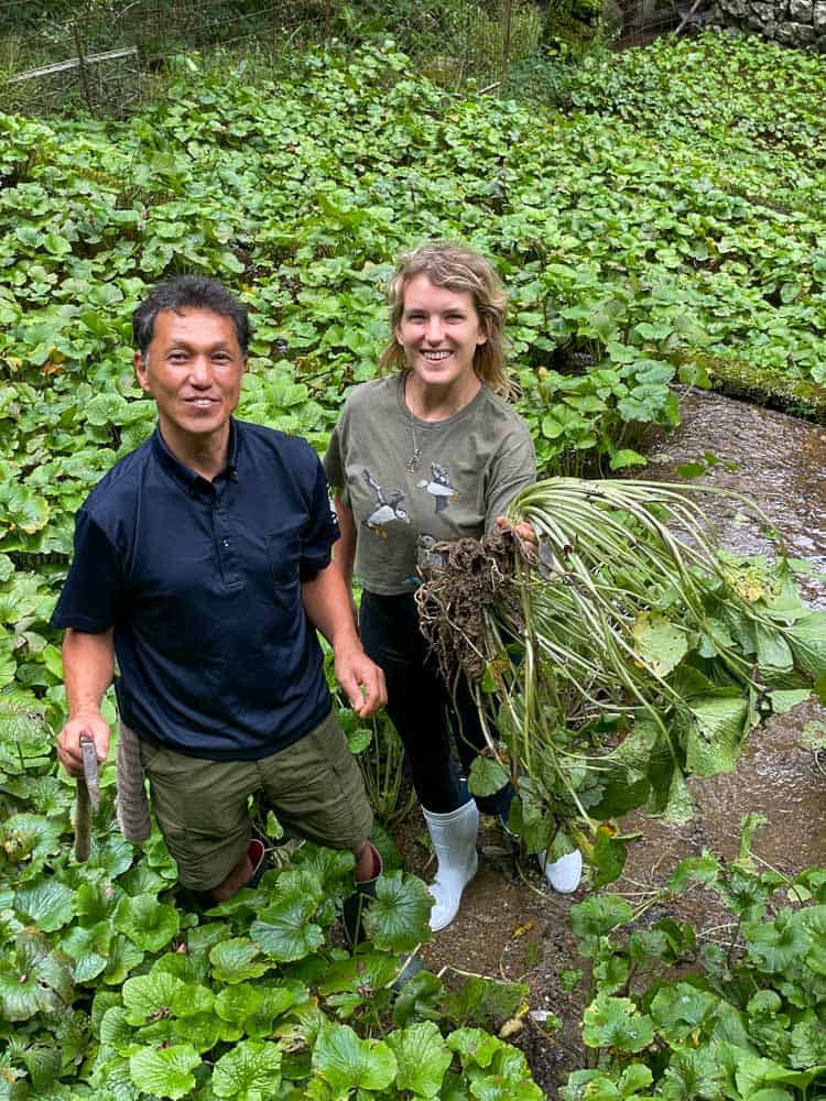 Two people standing in a stream with plants.