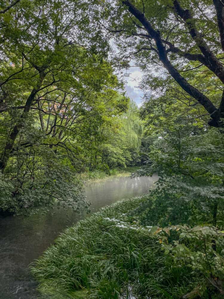 A river surrounded by lush green trees.