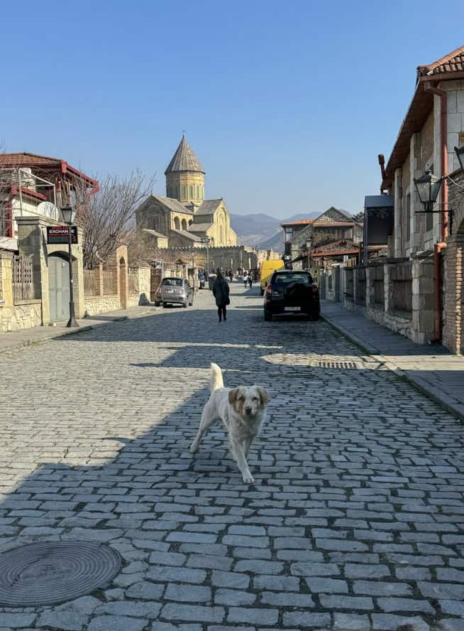 A dog on a cobblestone street.