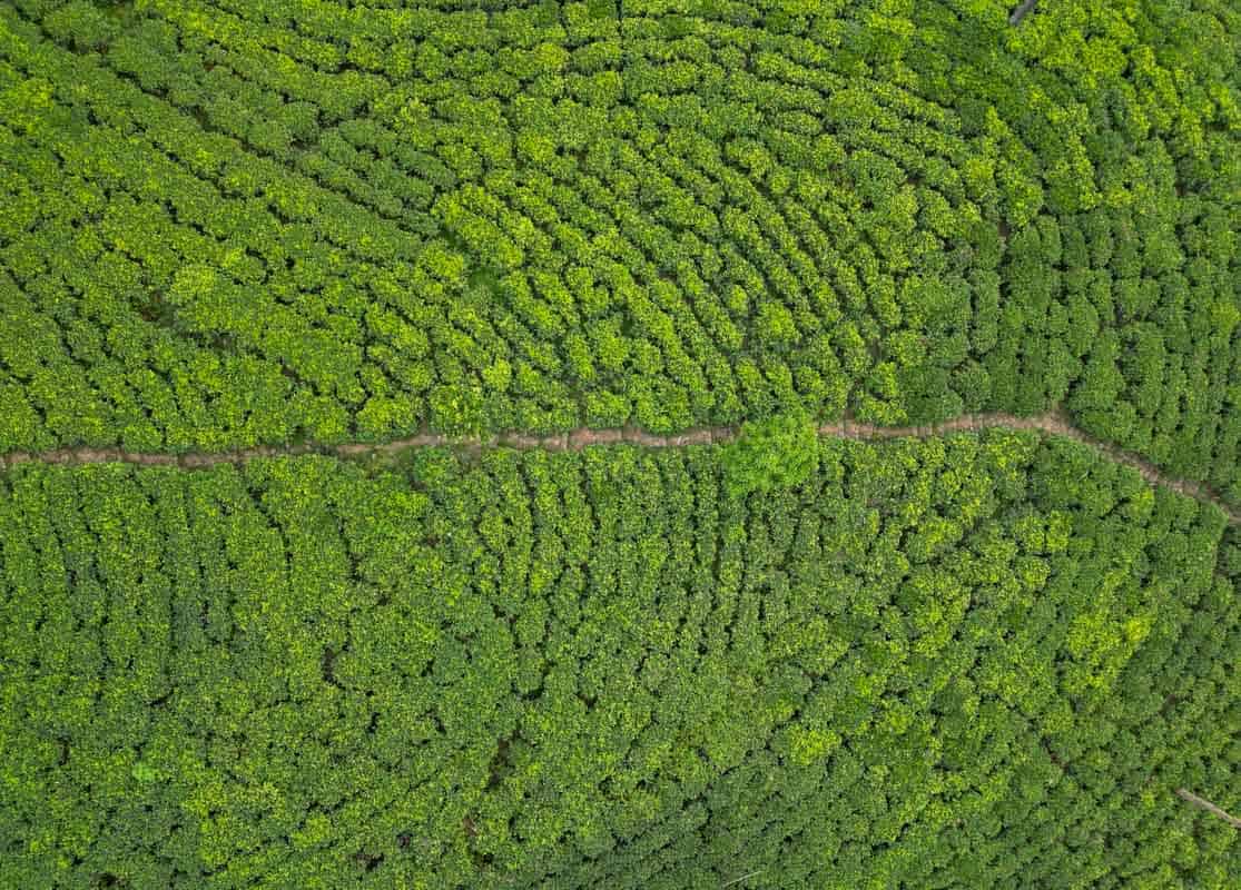 expansive tea fields in sri lanka, aerial shot 