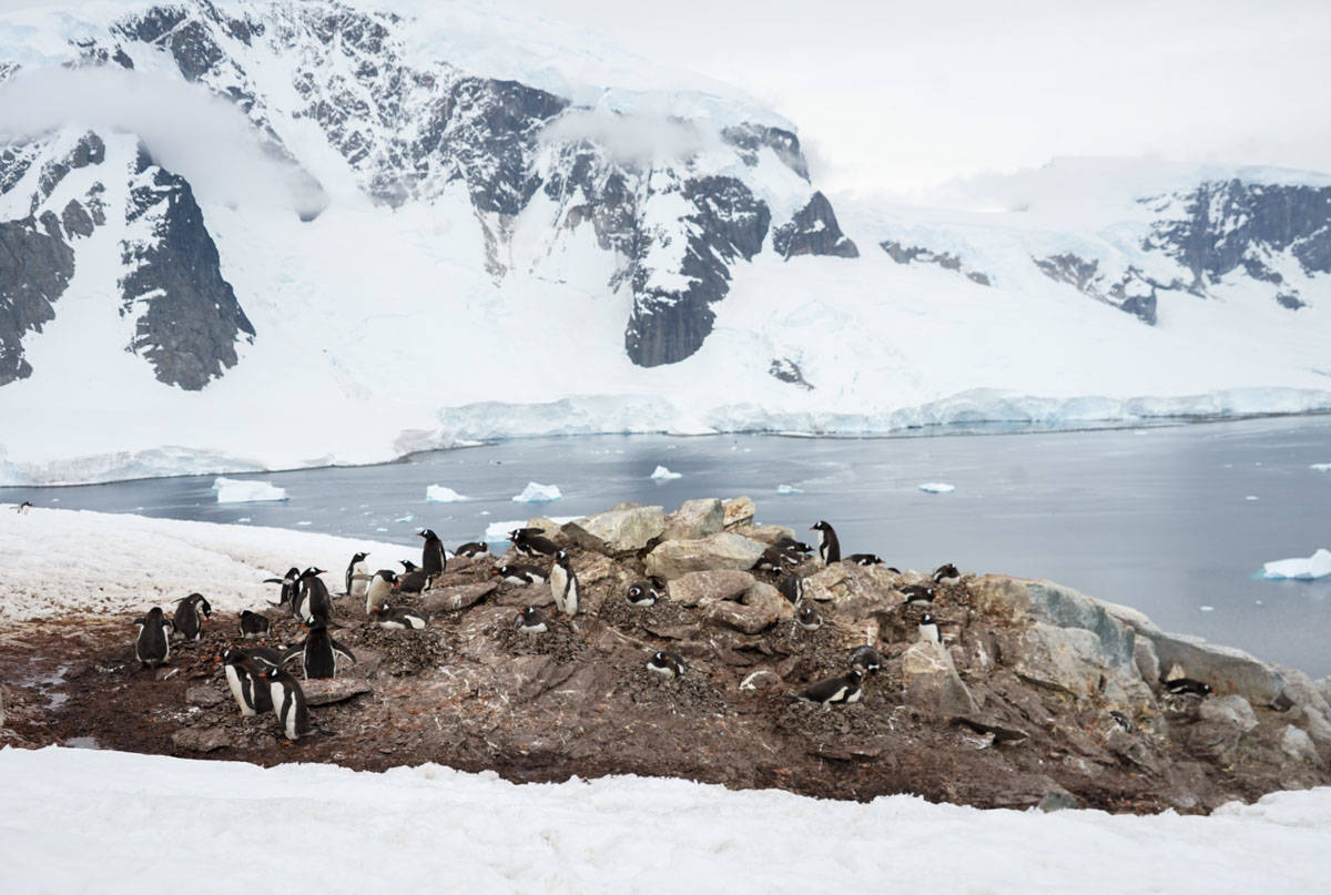 rookery of penguins in antartica