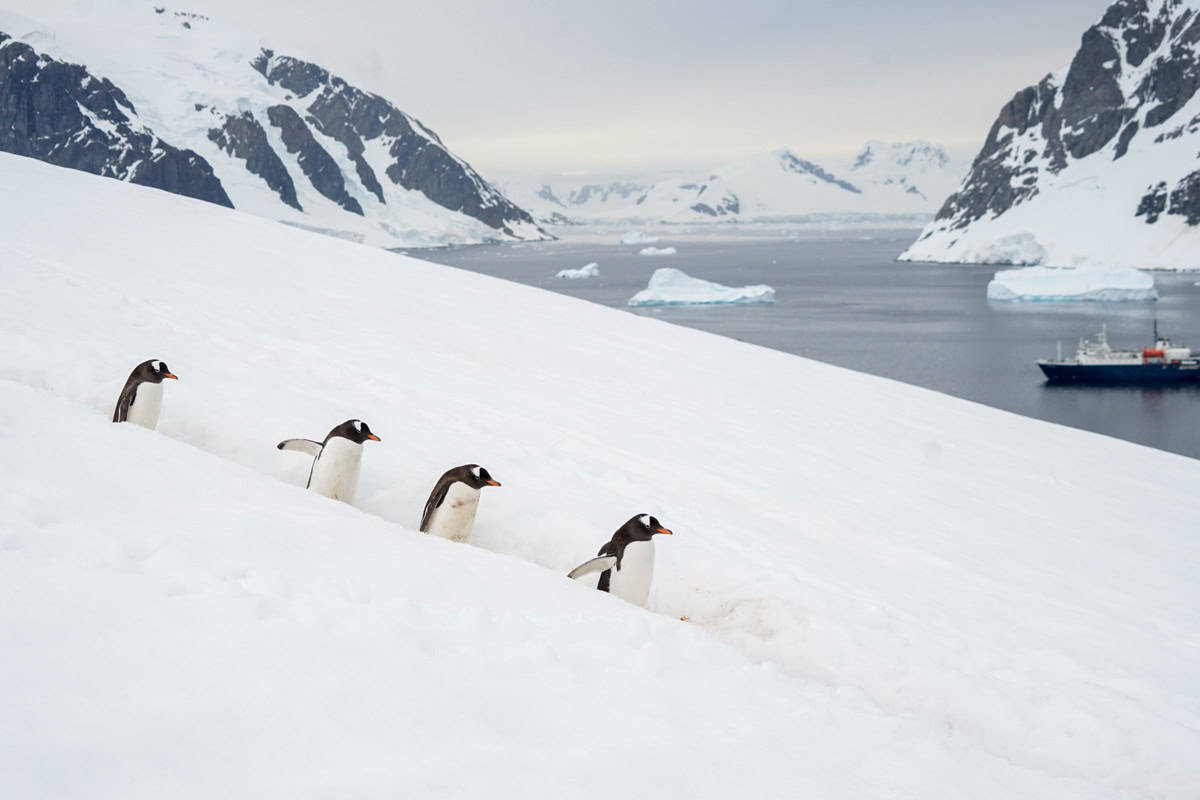 Four penguins on a snowy slope with a bay surrounded by mountains and a ship in the distance, in a polar landscape.