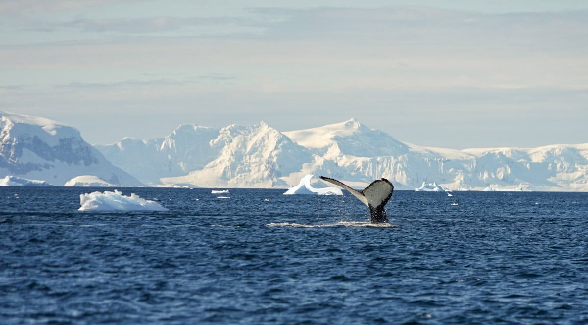 a humpback whale tail in front of icebergs in antarctica