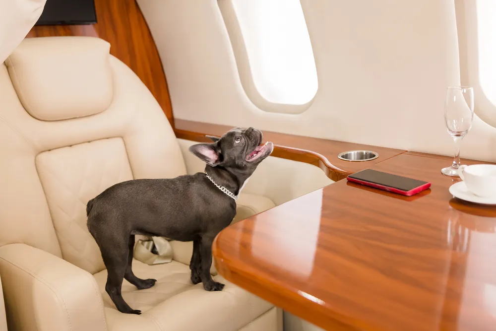 copa cargo pets