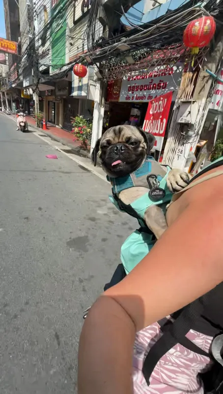 A small dog wearing a harness is being carried in a front-facing puppy carrier on a person's chest while traveling down an urban street lined with shops and red lanterns.