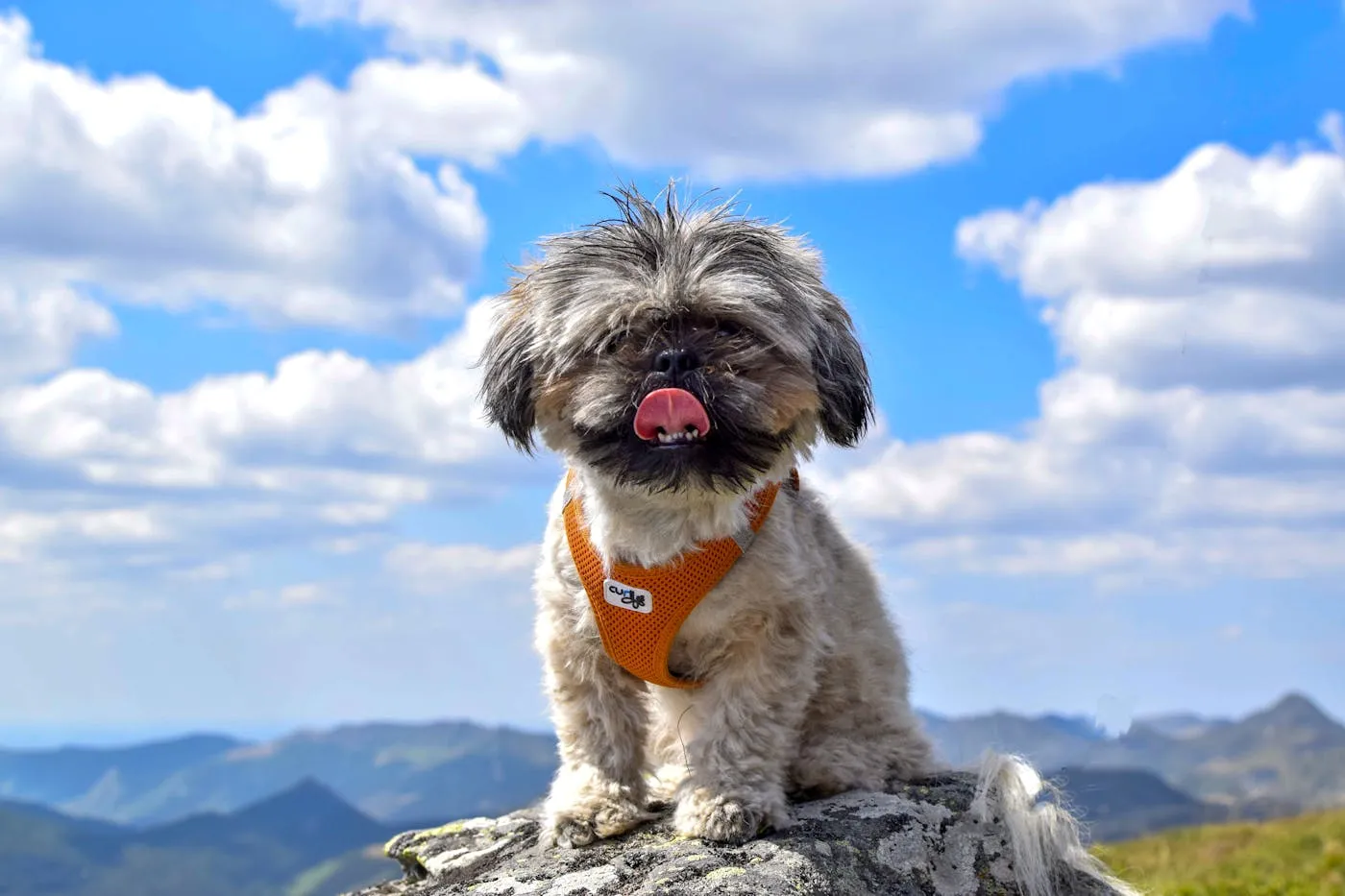 A cute Shih Tzu dog sits on a mountain rock under a clear blue sky with fluffy clouds.