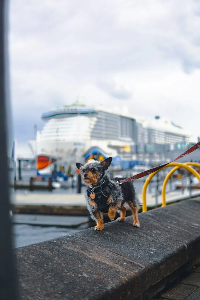 A small dog on a leash walks along a seashore wall with a cruise ship in the background.