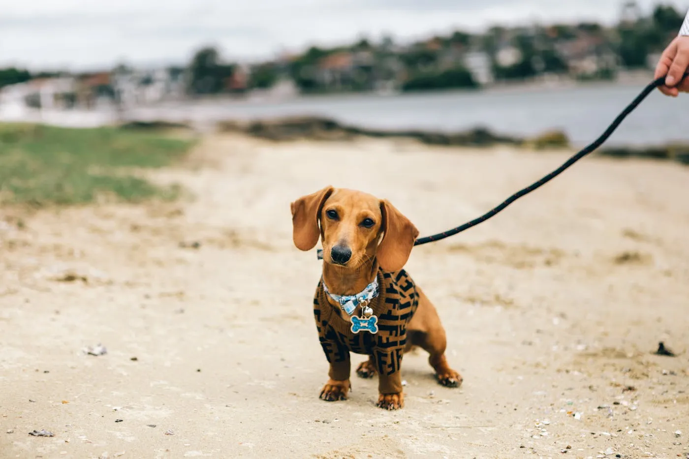 Cute dachshund dog on a sandy beach, wearing a stylish collar with a leash.