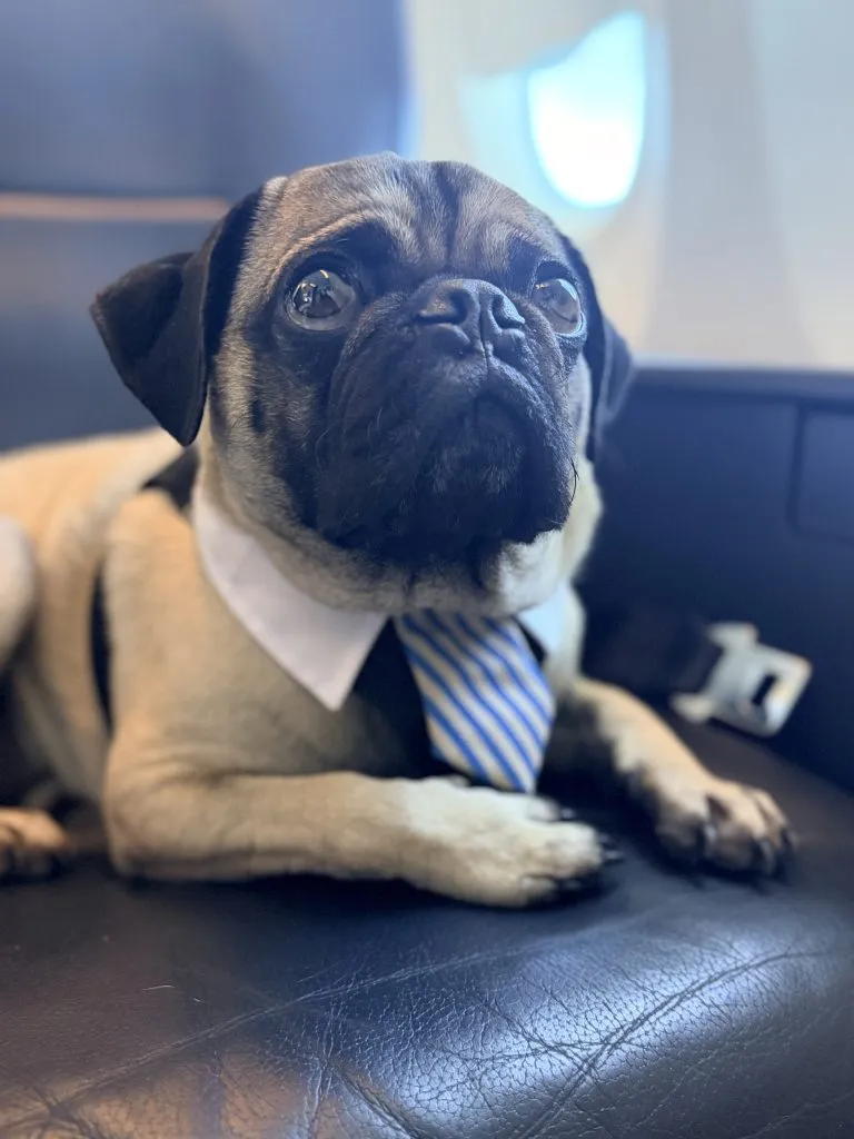 A pug wearing a white collar and striped tie sits on a black leather seat, with a seatbelt visible in the background.