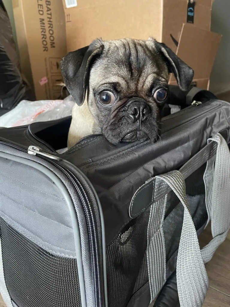 A small pug sits inside a partially unzipped black pet carrier, surrounded by cardboard boxes and packing materials.