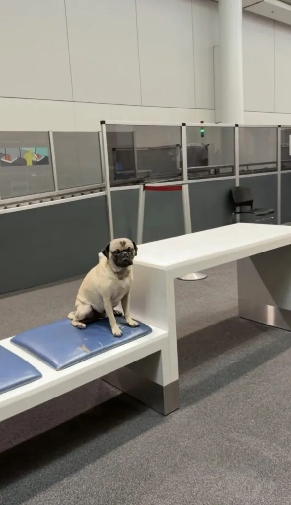 A pug sits on a blue-cushioned bench in a modern, sparsely furnished indoor area with white tables and partitioned office spaces in the background.