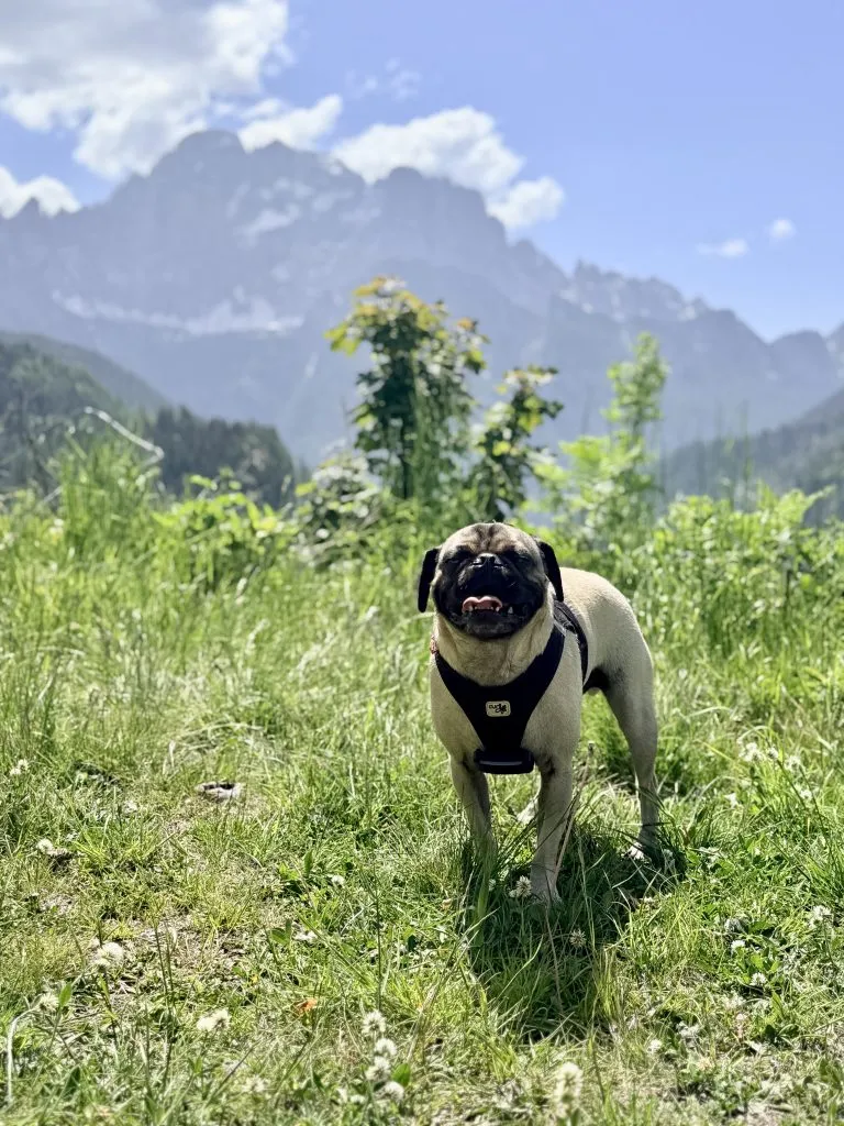 A pug wearing a harness stands on grassy terrain with mountains and trees in the background under a partly cloudy sky.
