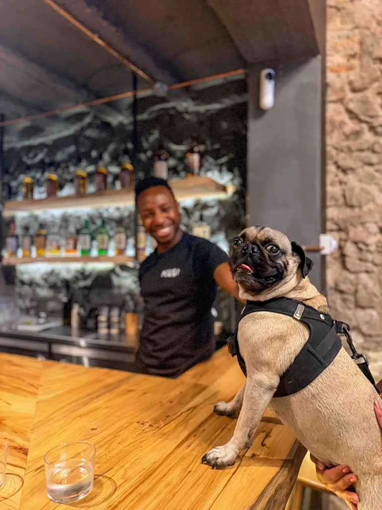A pug wearing a harness sits on a wooden bar counter. A person in a black shirt stands behind the bar, smiling. Shelves with bottles are visible in the background.