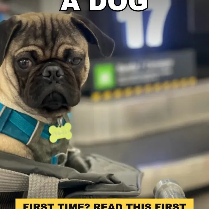 Flying with a dog for the first time pin with pug in a carrier at the airport